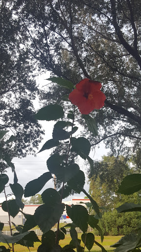 A vibrant red flower peeks through the green leaves, showcasing nature's beauty.