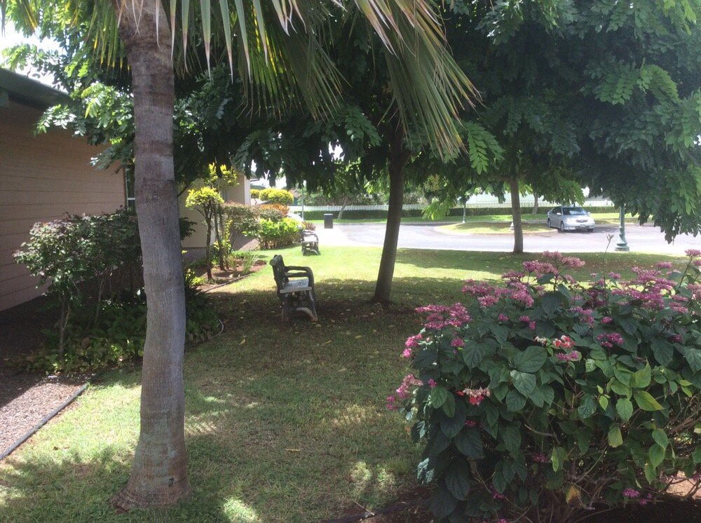 A peaceful park setting with trees, a bench, and lush greenery.