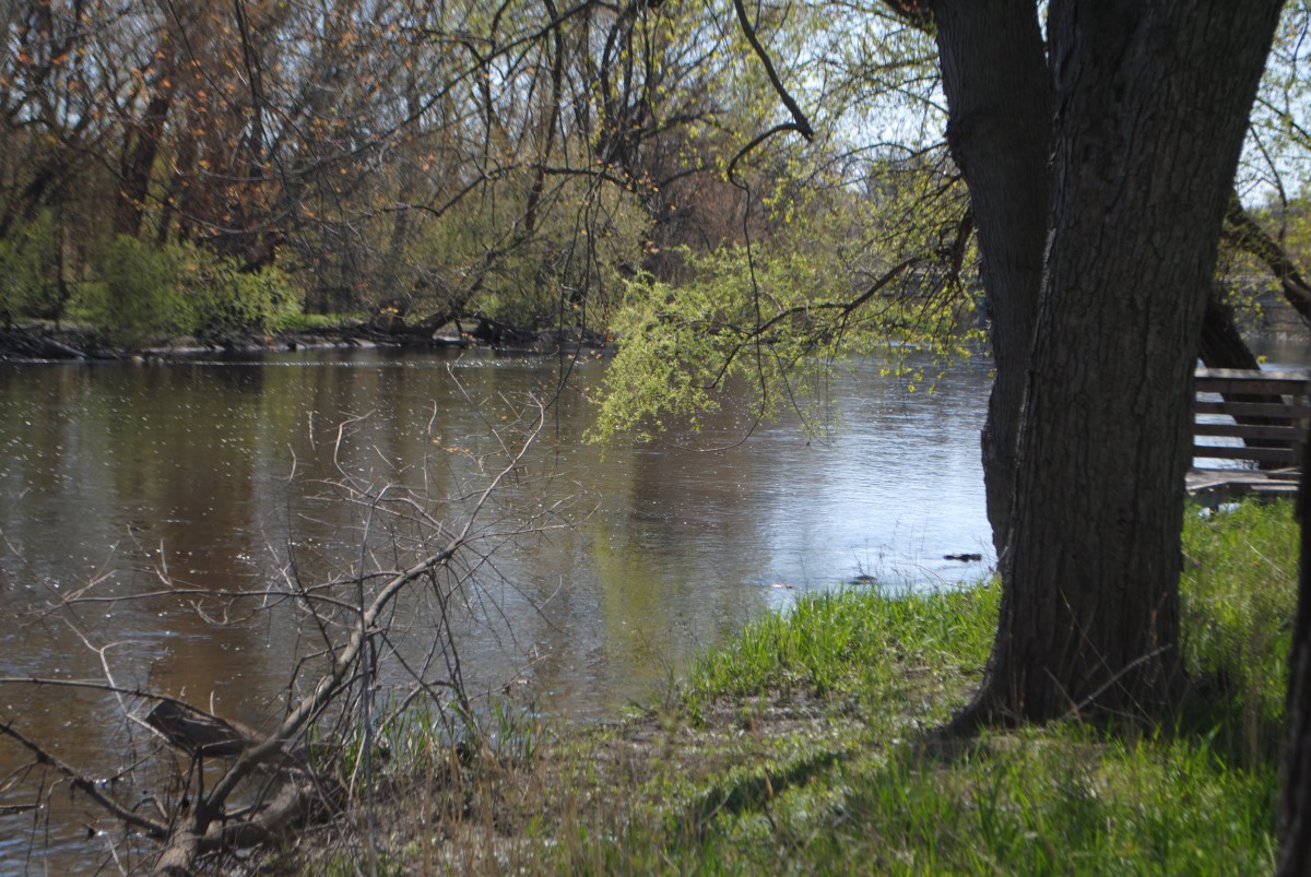 A peaceful river scene with trees and lush greenery along the banks.