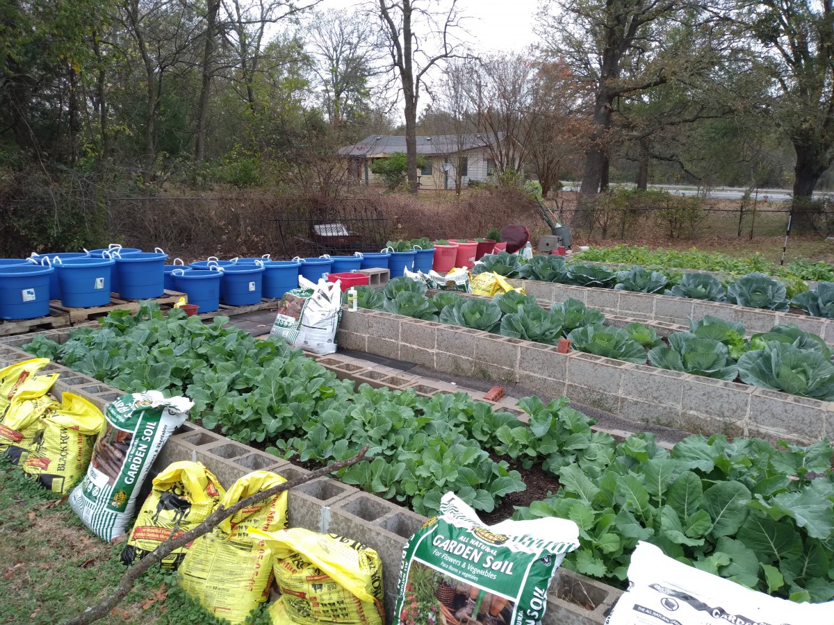 A well-maintained vegetable garden with raised beds and lush green plants.