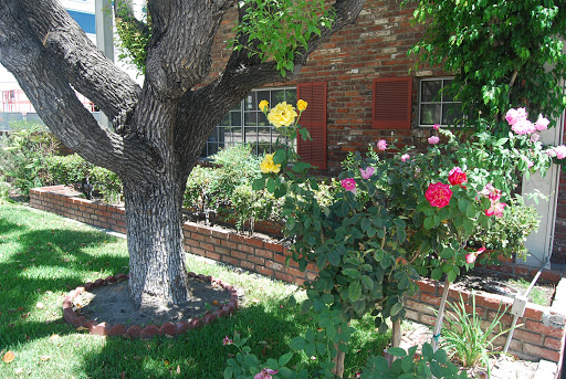 A vibrant garden scene featuring a tree and blooming roses under sunny skies.