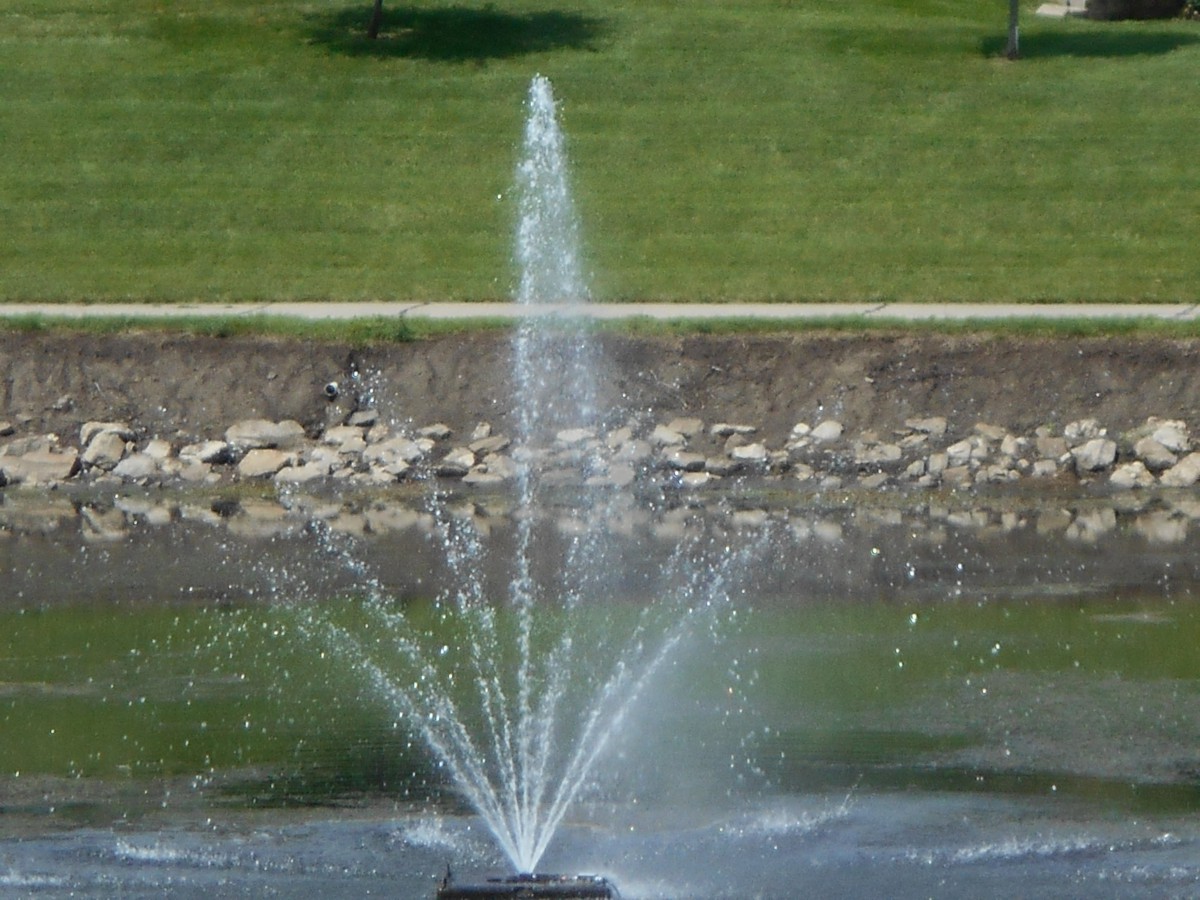 A fountain spraying water upwards in a pond surrounded by greenery.