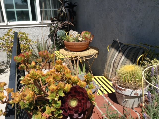 A cozy patio adorned with a variety of potted succulents and cacti basking in the sunlight.