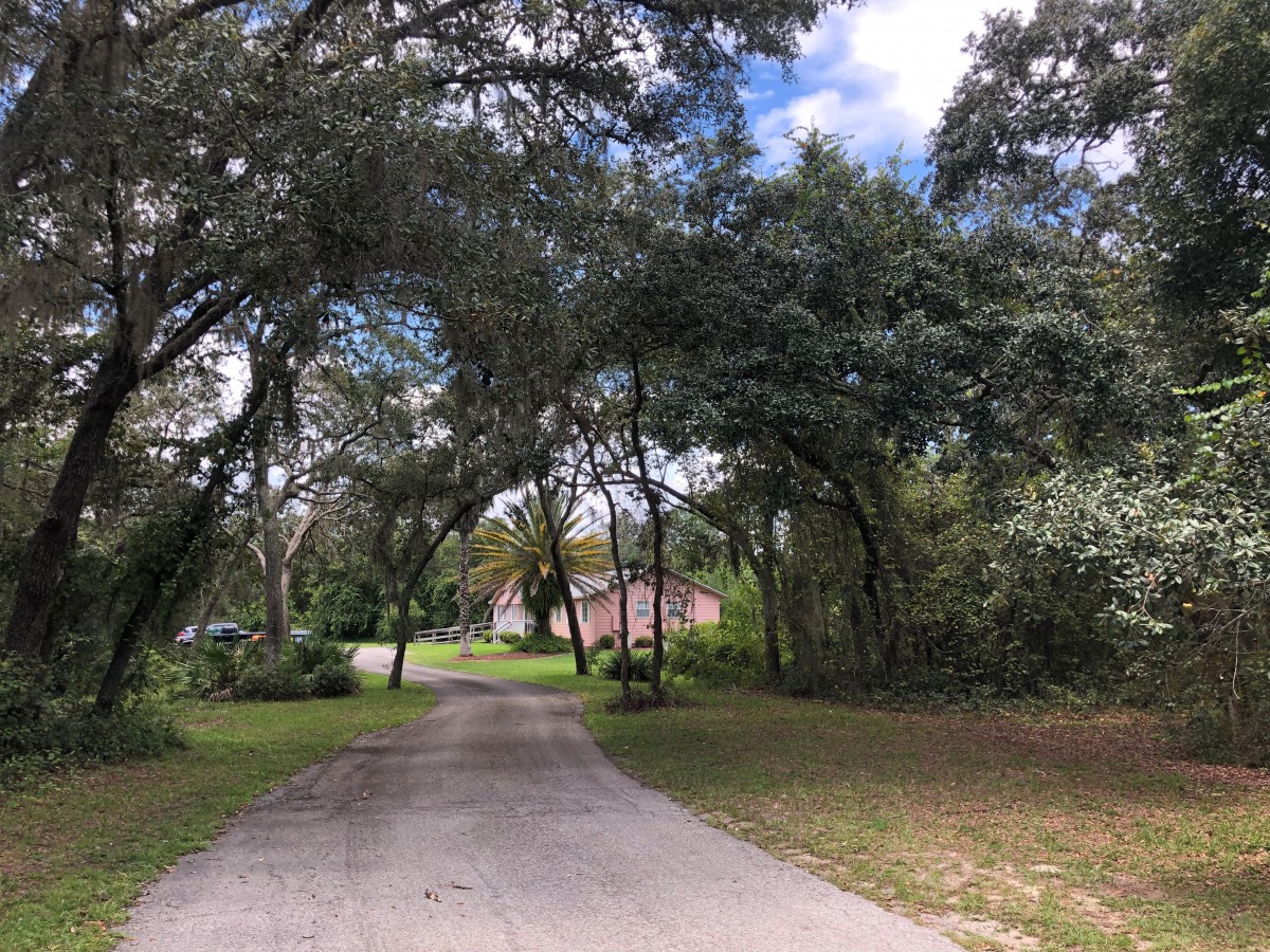 A quiet driveway lined with trees leading to a distant house under a blue sky.