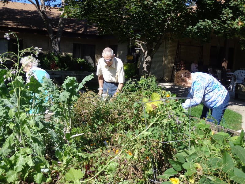 People tending to a garden on a sunny day.