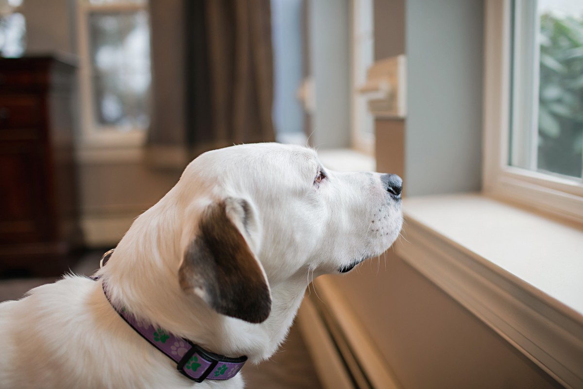 A dog looking out the window, seemingly waiting for someone to arrive.