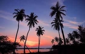 A stunning sunset over a tropical beach with silhouetted palm trees.