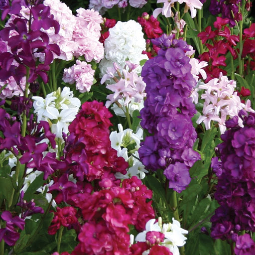 A vibrant display of colorful flowers in full bloom.
