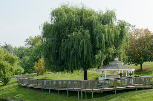 A serene view of a weeping willow tree beside a gazebo in a tranquil park setting.