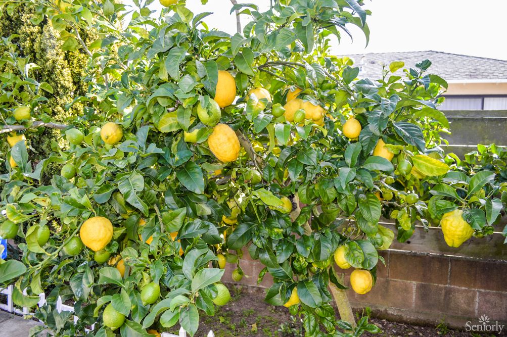 A lemon tree full of ripe yellow lemons in a garden.