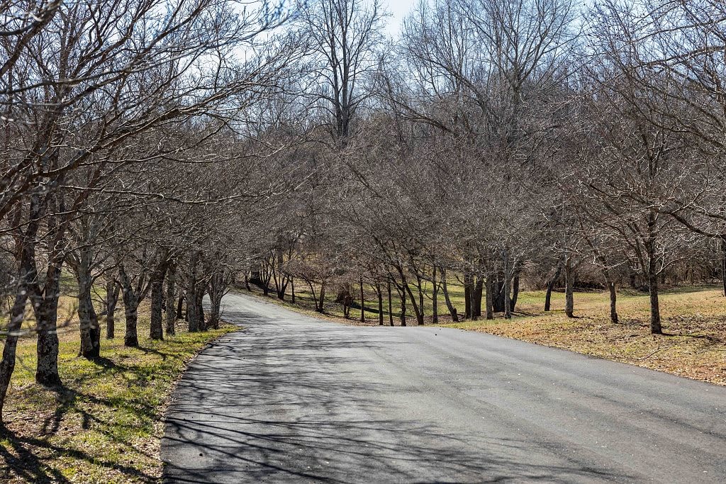 A winding road lined with barren trees on a clear winter day.
