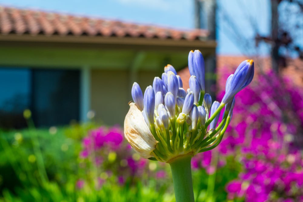 A close-up of a budding flower in a vibrant garden setting.