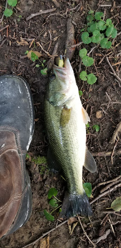 A freshly caught bass resting next to a boot on the ground.