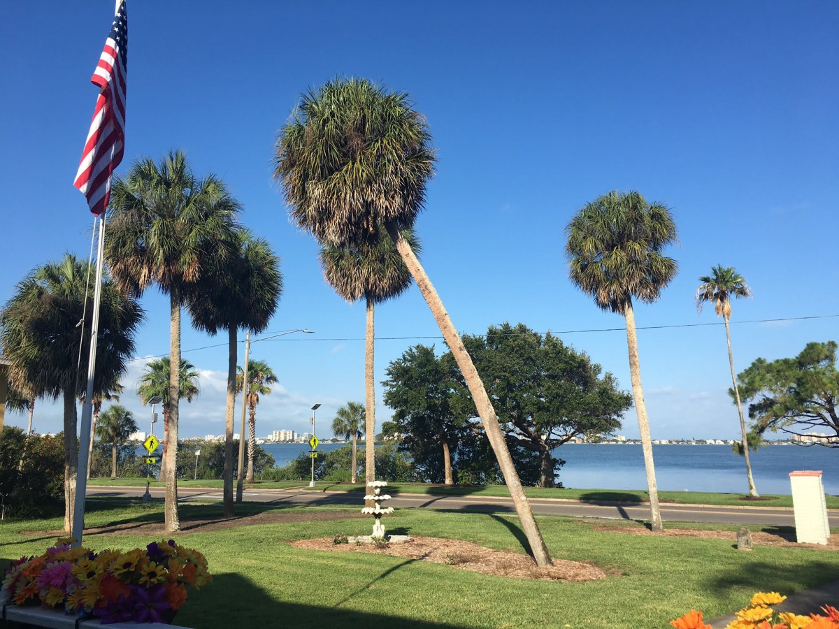 A scenic view of palm trees by the lake under a clear blue sky.