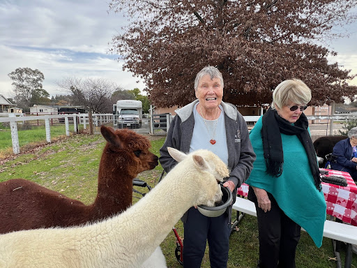 A joyful moment with friendly alpacas on a farm.