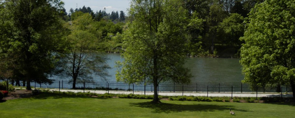 A serene park view with a tree by the lake.