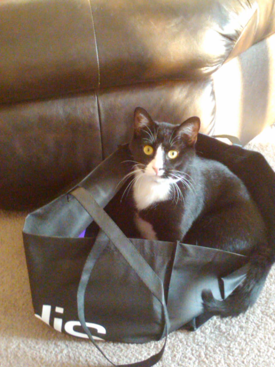 A tuxedo cat sitting inside a bag.