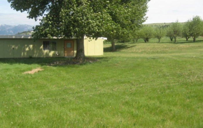 A small shed next to a large tree in a grassy field.