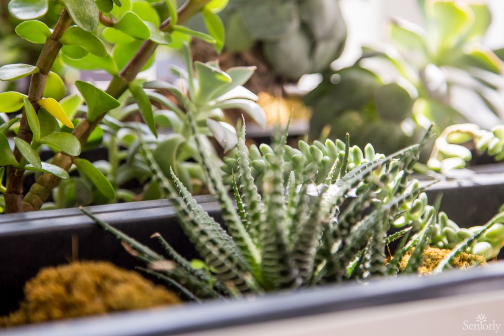 A close-up view of a lush indoor garden with various succulents.