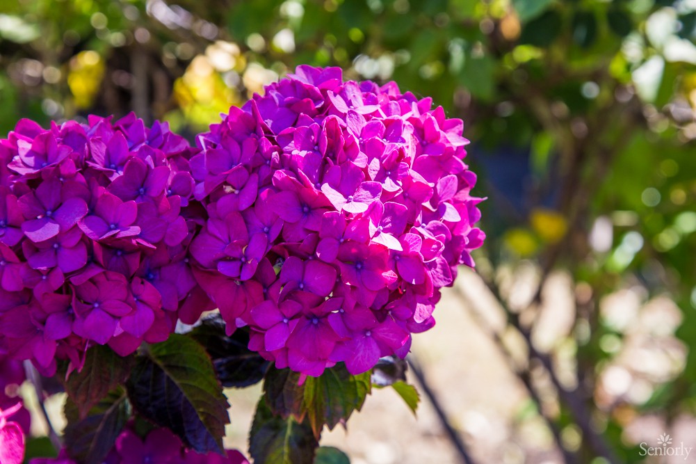 A vibrant pink hydrangea in full bloom under the sunlight.
