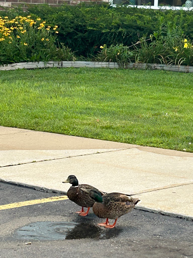 Two ducks resting near a grassy area.