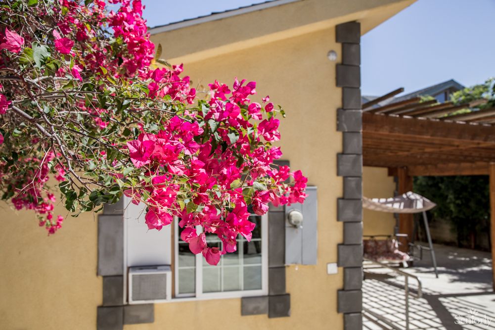 A vibrant bougainvillea plant in full bloom next to a house window.