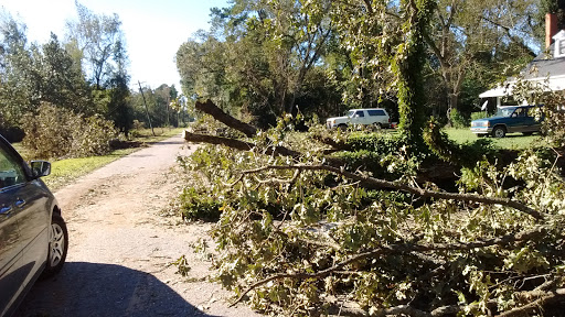 A fallen tree blocks the road, with scattered branches and a parked vehicle in the background.