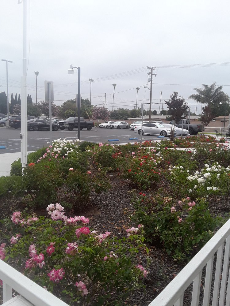 A garden with blooming flowers near a parking lot on a cloudy day.