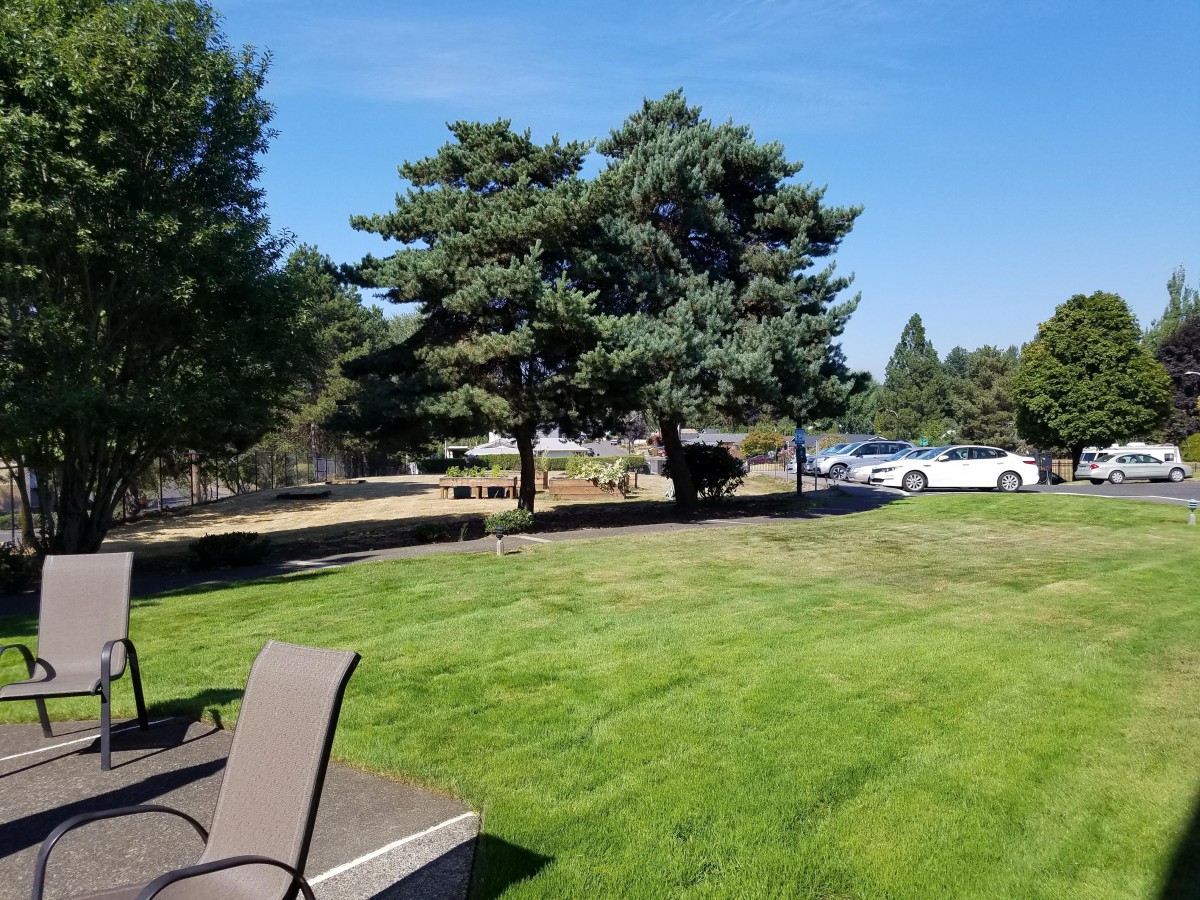 A sunny day with a lush green lawn, trees, and parked cars under a clear blue sky.