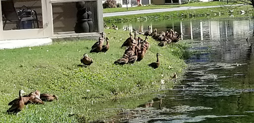 A group of ducks relaxing by the pond on a sunny day.
