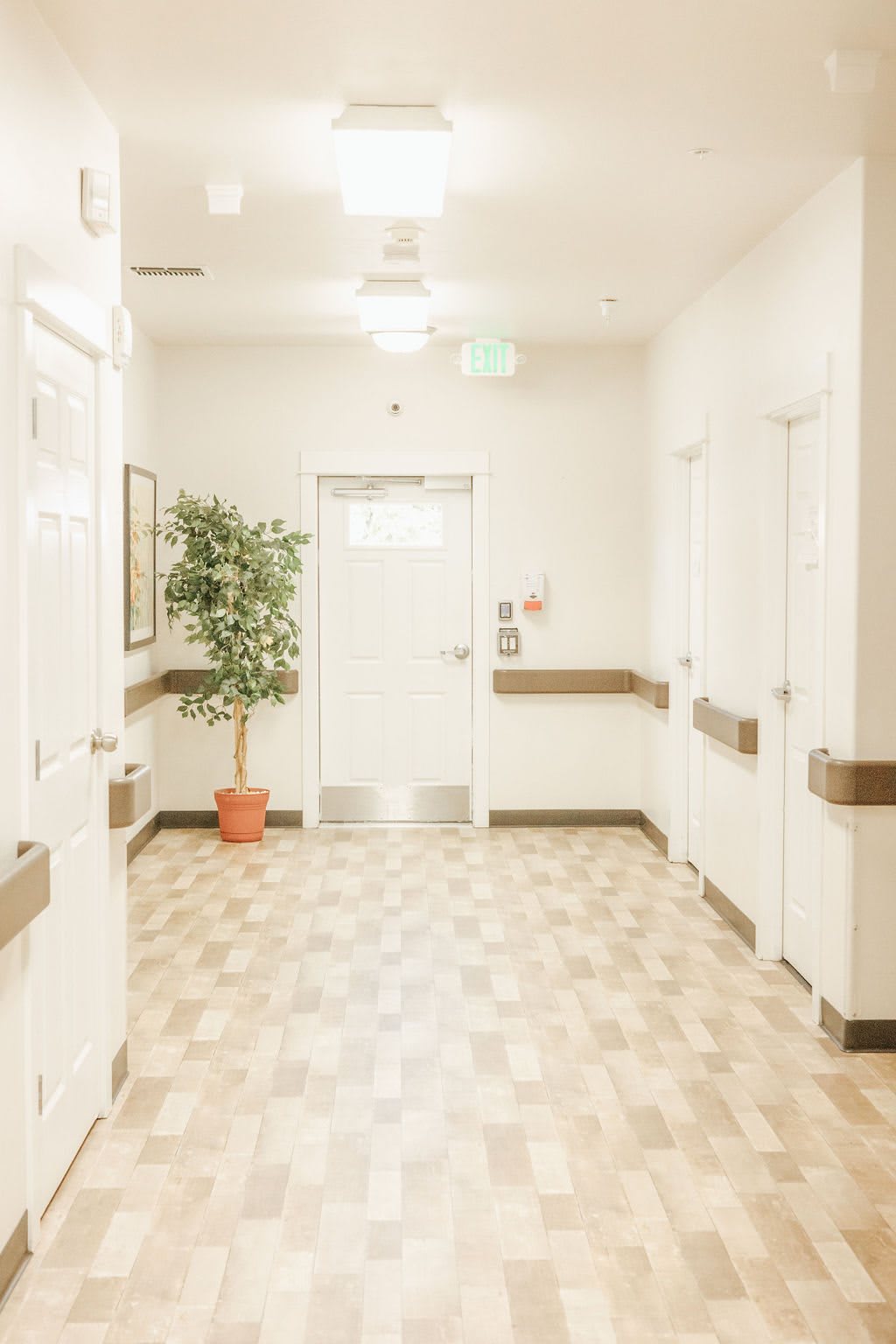 A well-lit hallway with a potted plant and multiple doors.