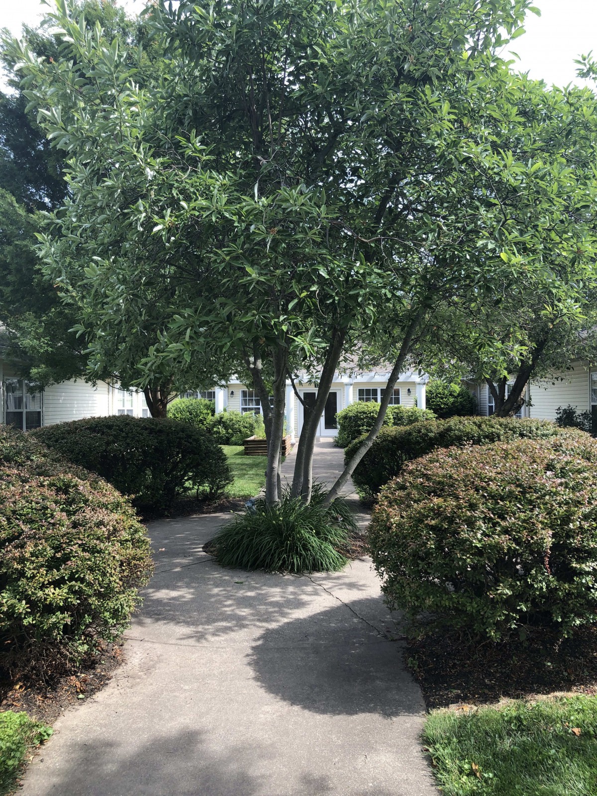 A peaceful garden scene with a winding pathway surrounded by lush greenery and trees.