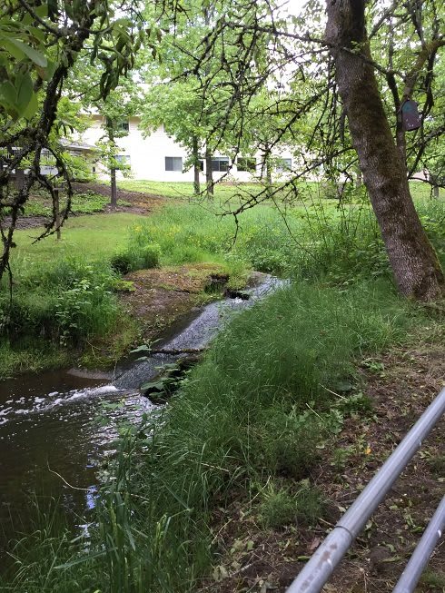 A tranquil scene of a small stream flowing through lush greenery, surrounded by trees and grass.