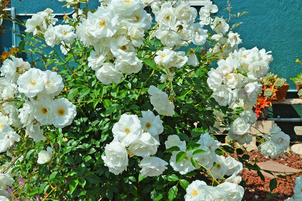 A vibrant bush of white roses in full bloom under the sunlight.