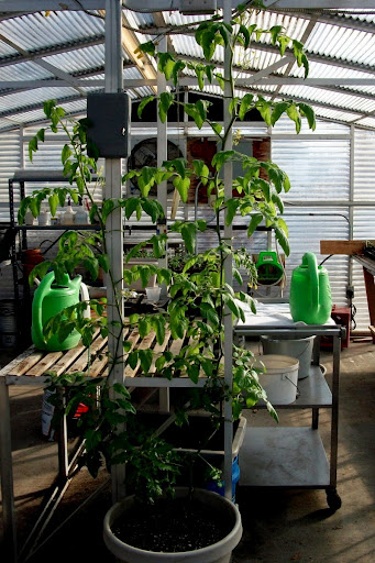A thriving greenhouse filled with lush green plants and watering equipment.