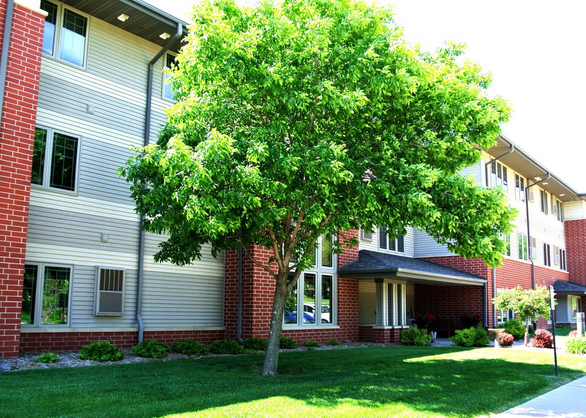 A tree stands in front of a residential building on a sunny day.