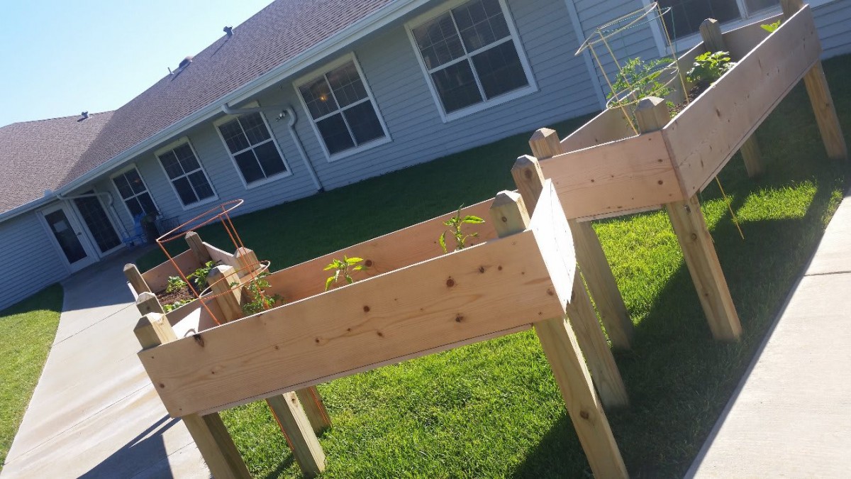 A wooden raised garden bed in a backyard setting, featuring young plants thriving under the sunlight.