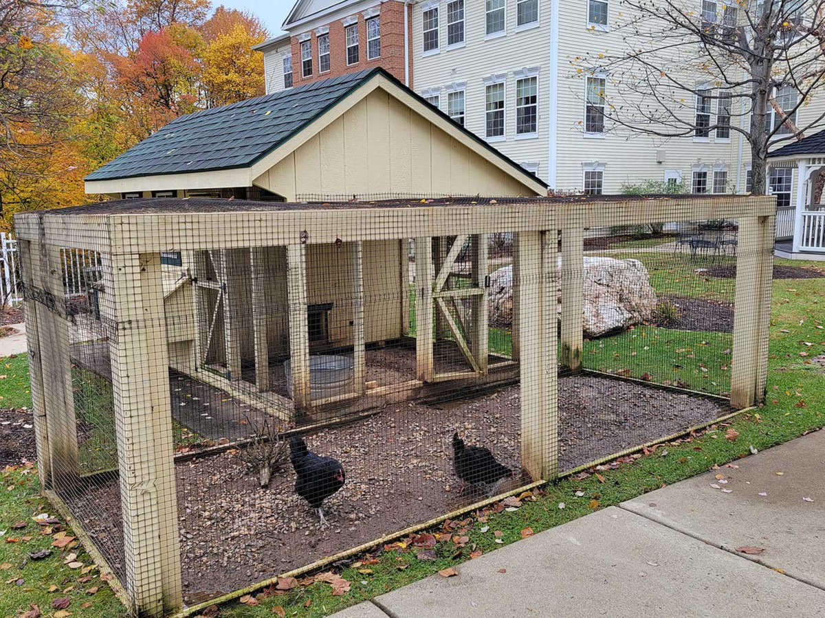 A small chicken coop with black chickens in an urban backyard setting during autumn.