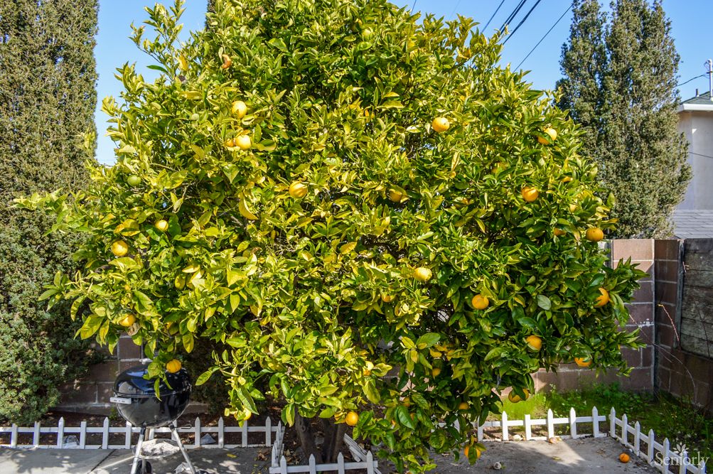 A vibrant orange tree laden with ripe oranges in a garden.