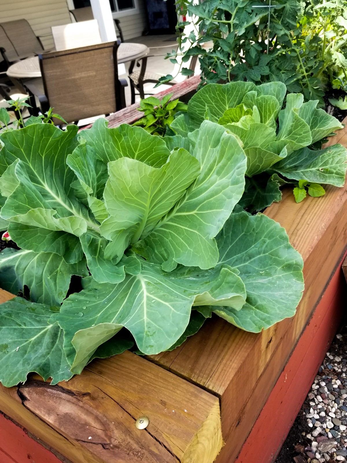 Cabbages growing in a raised garden bed.