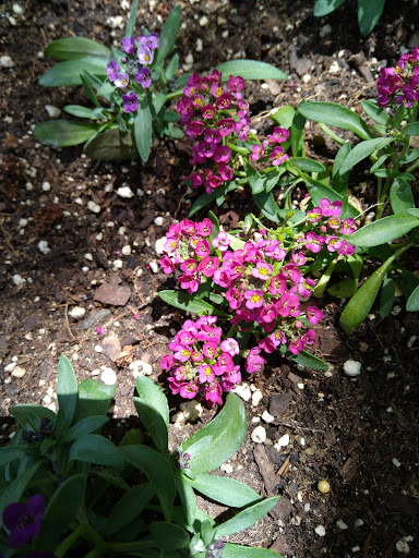 A cluster of vibrant purple flowers blooming in a sunny garden.