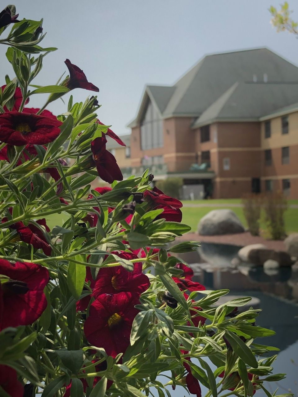 Vibrant red flowers with a backdrop of a modern building and tranquil pond.