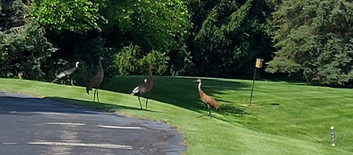 A group of birds standing on the grass in a sunny outdoor setting.