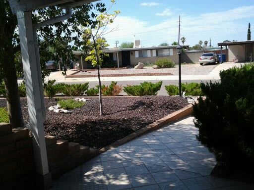 A sunny suburban yard with a small tree and landscaped garden.