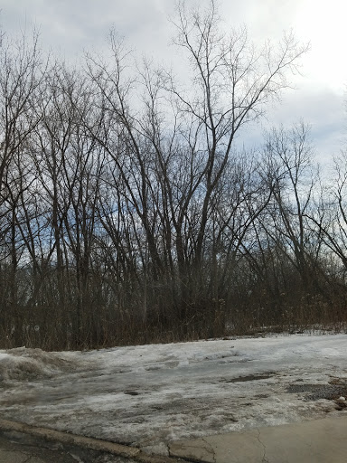 A serene winter landscape featuring bare trees against a cloudy sky.