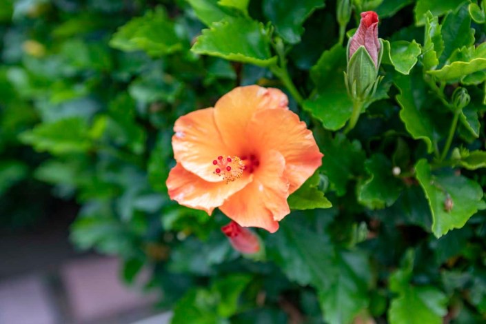 A vibrant orange hibiscus flower surrounded by lush green leaves.