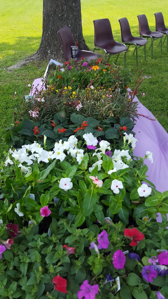 A vibrant garden bed filled with a variety of colorful flowers.