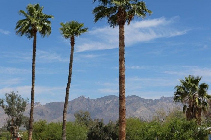 Tall palm trees against a backdrop of mountains and blue sky.