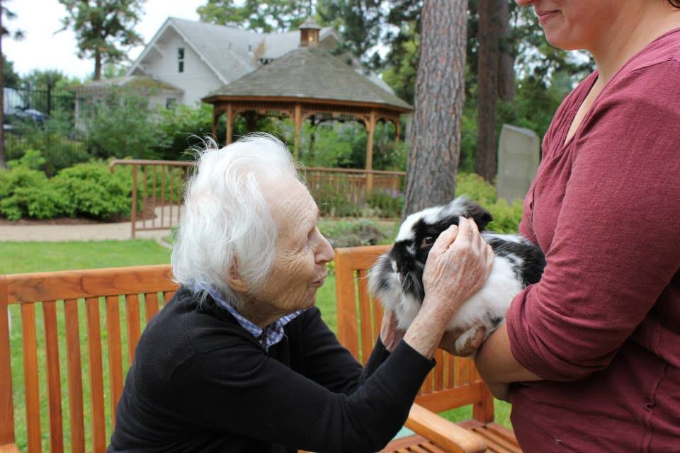 An elderly person interacting with a rabbit outdoors in a garden setting.