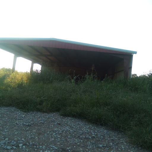 An abandoned structure overtaken by nature in a rural setting.